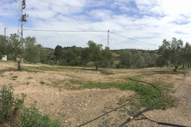 ESPECTACULAR FINCA RÚSTICA 200 HECTÁREAS PARA AGRICOLA, GANADERO, FORESTAL, CAZA EN VALVERDE HUELVA — 5