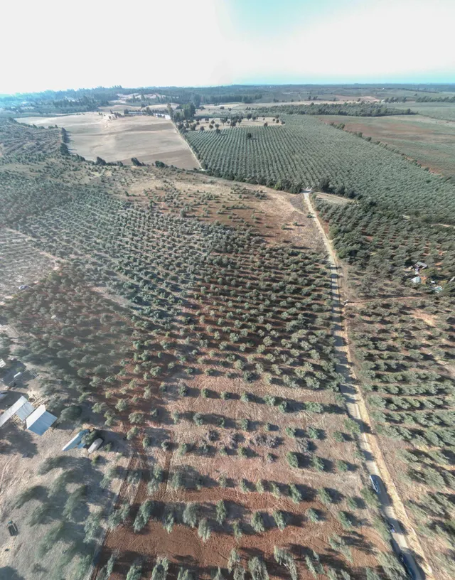 Finca rústica de 16.000 m2 junto a Almensilla. — 13