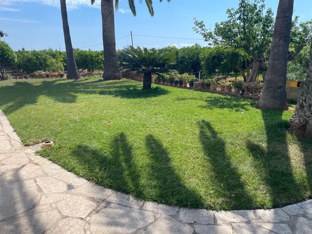 Terreno de 16.000 m2 con casa y cultivo de naranjos y olivos - foto 2
