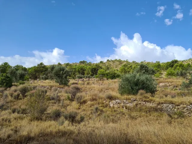 Parcela en Pinoso — 9