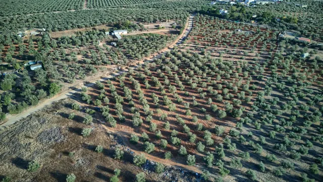 Finca rústica de 16.000 m2 junto a Almensilla. — 7