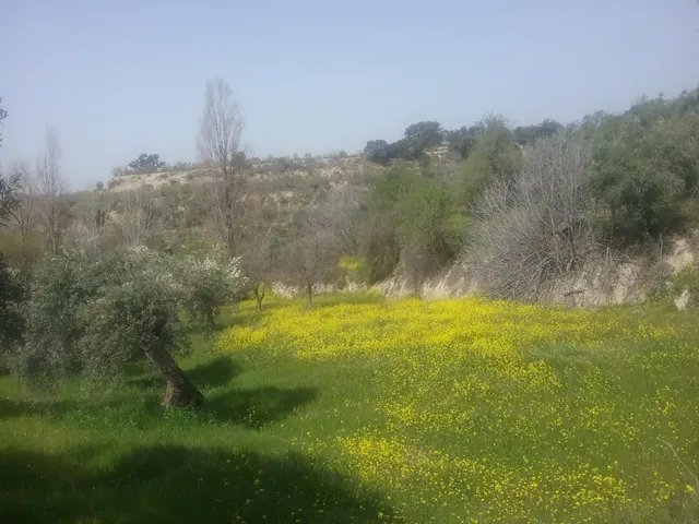 OLIVAR EN EL FARGUE. Paraje Aynadamar — 11