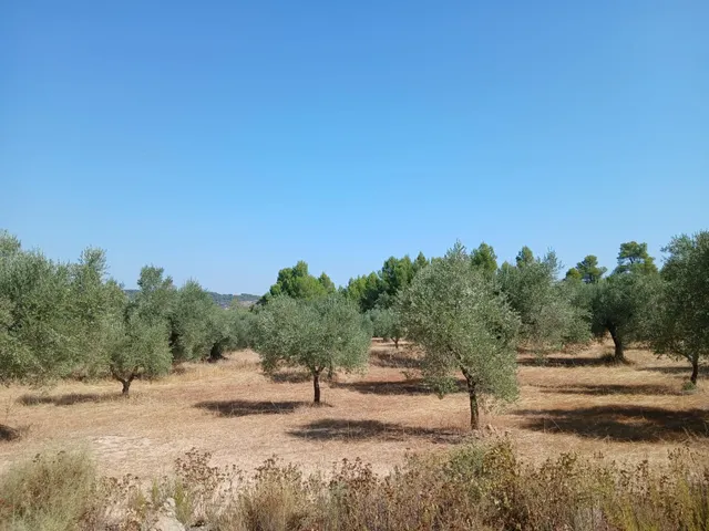 FINCA RÚSTICA DE 8.549 M2 CON CONSTRUCCIÓN DE 40 M2 EN VENTA EN HORTA DE SANT JOAN — 6