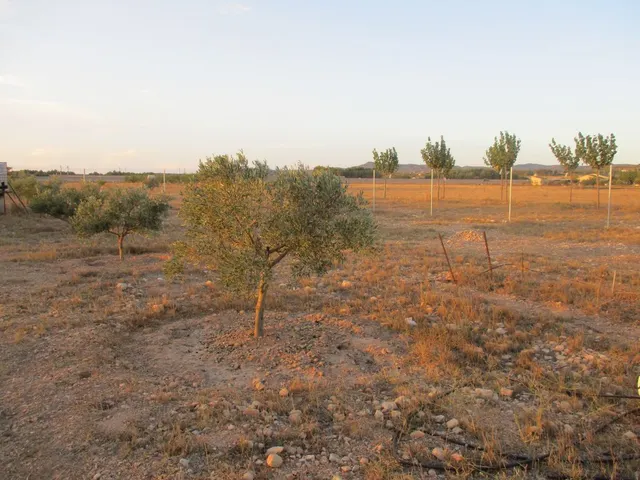 PARCELA MUY CERCA DEL CASCO URBANO - VALLADA Y POZO — 3