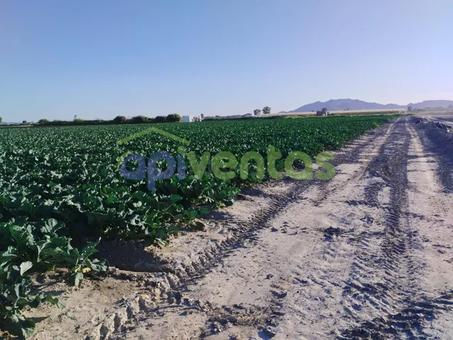 Terreno de riego consolidado — 5