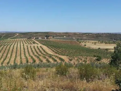 FINCA DE 115 Has DE OLIVAR INTENSIVO — 2