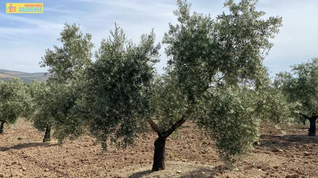 Olivar intensivo en plena producción — 2