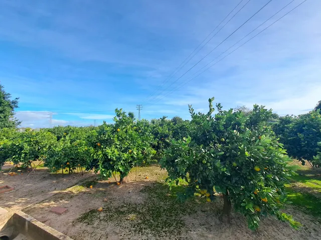 CAMPO DE NARANJOS EN PRODUCCIÓN — 10