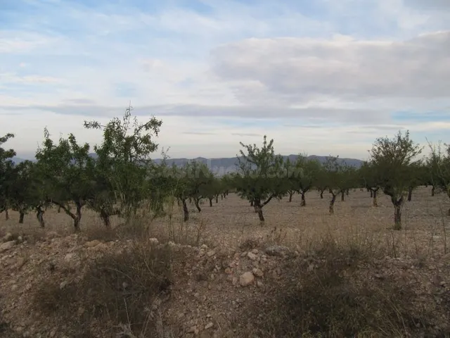 Parcela de 17601 m2 plantada de almendros y a 150 m. del cas