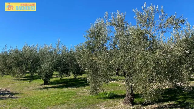 Buen olivar a pie de carretera. — 4