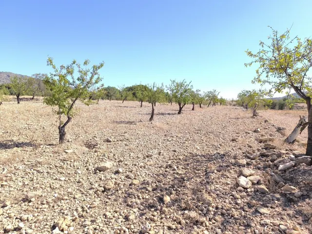 Tierra de ensueño en Monóvar, Alicante - Propiedad ideal par