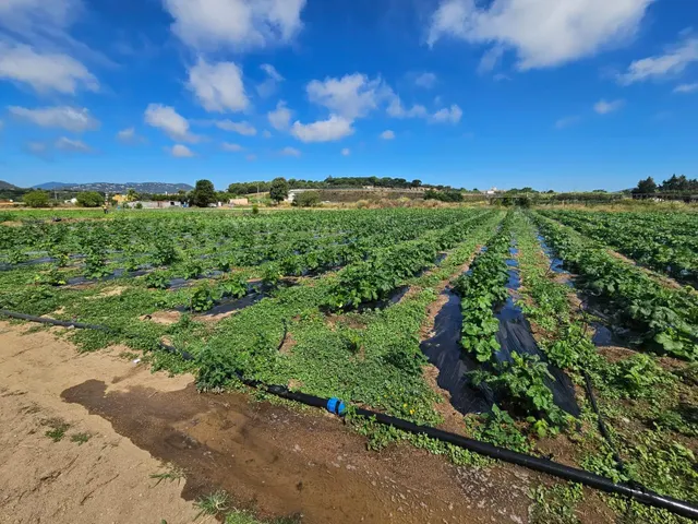 Terreno agricola en venta en Malgrat de Mar — 22
