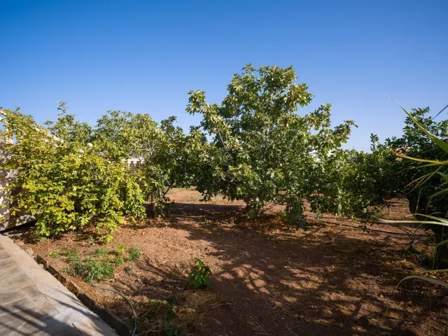 Finca rústica con amplia vivienda y azotea en Las Mejías – Ingenio, Gran Canaria — 20