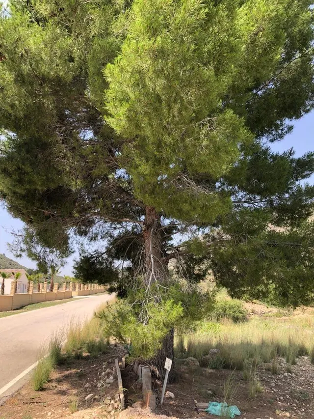 TERRENO EN ASPE — 8