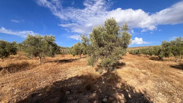 Excelente oportunidad: Finca rústica de 2 hectáreas con 300 olivos Picual — 6