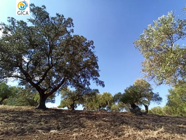 CASA CON PARCELA  EN LA SIERRA DE CADIZ -EL BOSQUE — 38