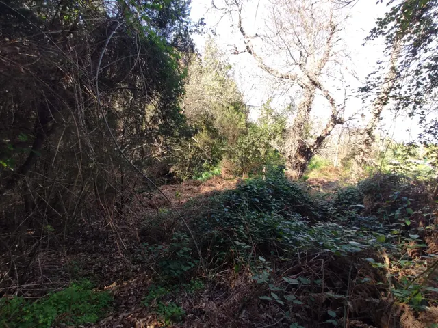 TERRENO EN LA OROTAVA, AGUAMANSA — 11