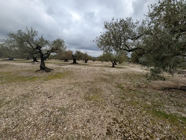 Terreno rural en venta - Traiguera - foto 5