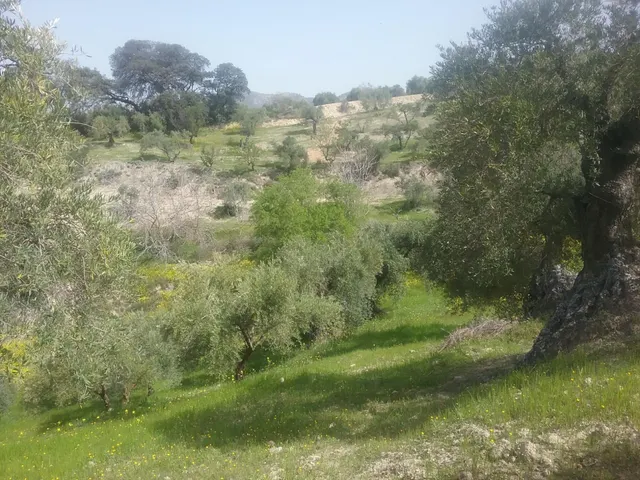OLIVAR EN EL FARGUE. Paraje Aynadamar — 10