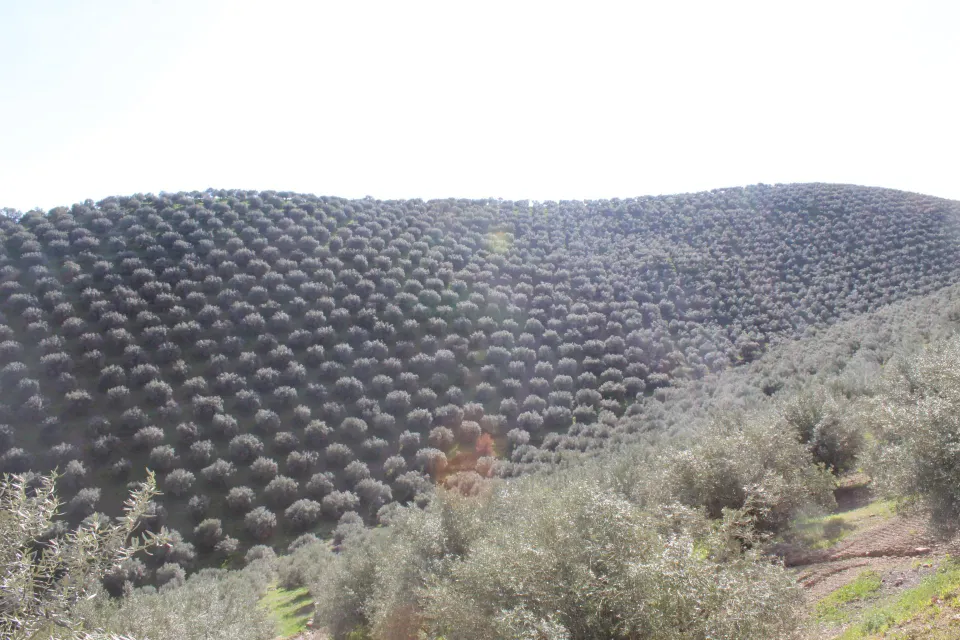 MAGNIFICO OLIVAR CON CASA, COCHERA PARA APEROS Y PISCINA ENTRE VILLAHARTA Y POZOBLANCO.