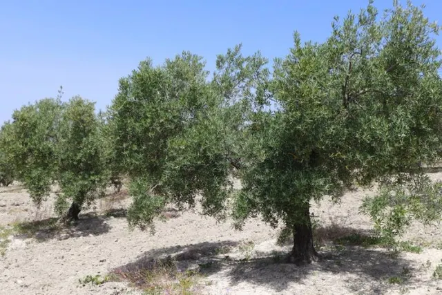 Olivar marteño a 1 pie — 3