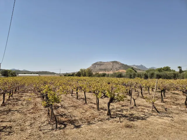 Finca con 1.200 viñas y gran potencial de desarrollo cerca de Aspe — 6