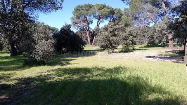 Magnífica parcela para casa unifamiliar en Urb. Encinas (Fin