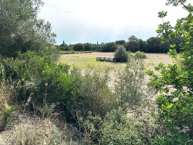 TERRENO RÚSTICO EN SINEU DE 21.300 M2 CON PROYECTO APROBADO 
