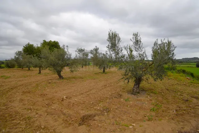 Finca rústica con olivos en Muro - foto 3