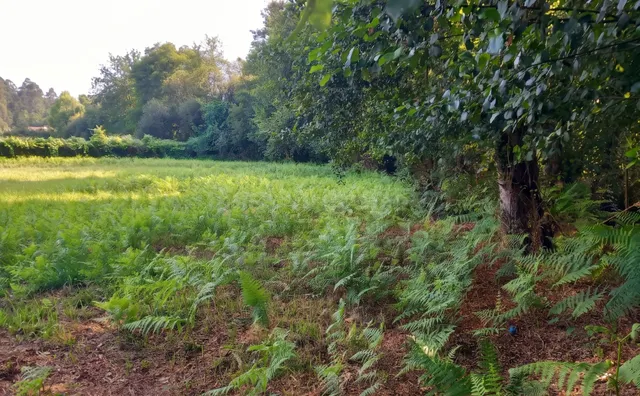 Tu vida a lo grande en Budiño: 2.400 m2 de finca, 451 m2 edi - foto 2