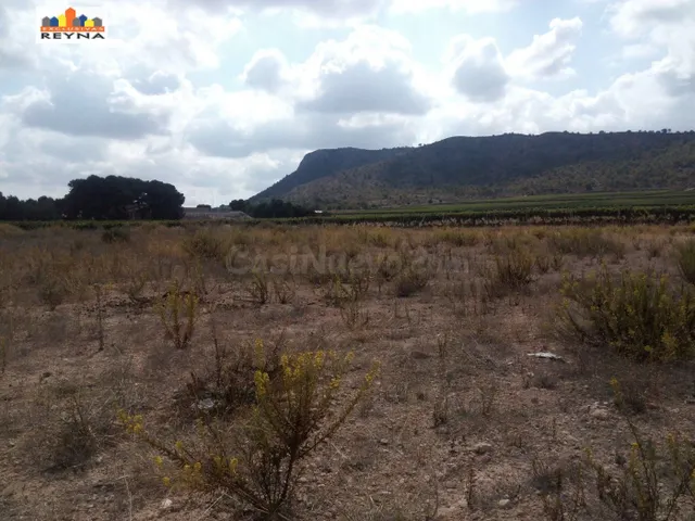 SE VENDE PARCELA RÚSTICA EN LAS AFUERAS DE ASPE IDEAL PARA A - foto 4