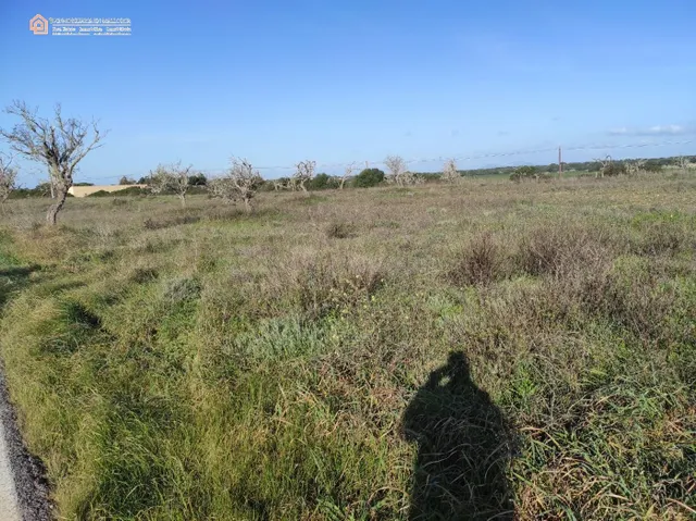 Terreno Rústico Edificable CON LICENCIA en Ses Salines - foto 4