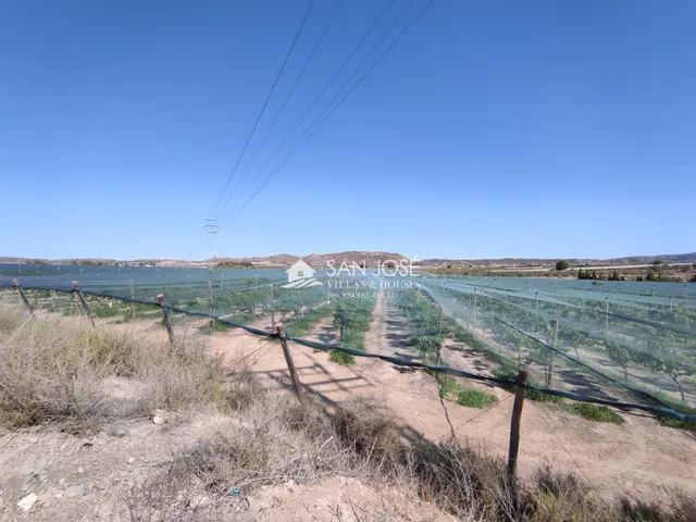 SE VENDE FINCA RÚSTICA EN PRODUCCIÓN UVA ECOLÓGICA CON CASA DE APEROS EN MONFORTE DEL CID. — 5