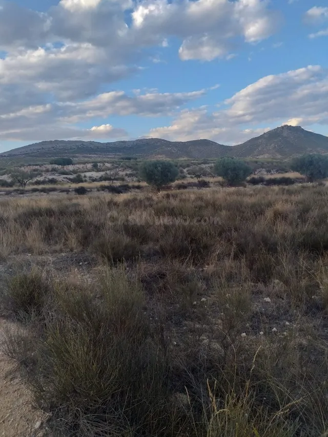 SE VENDE PARCELA EN JUMILLA - foto 2
