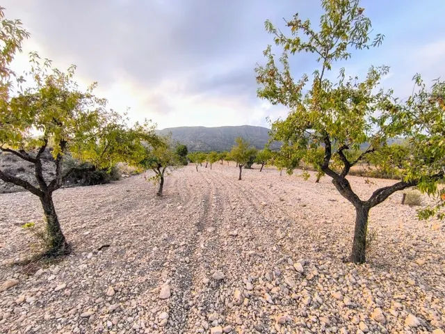 Parcelas rurales en venta en Pinoso, Comunidad Valenciana - foto 4