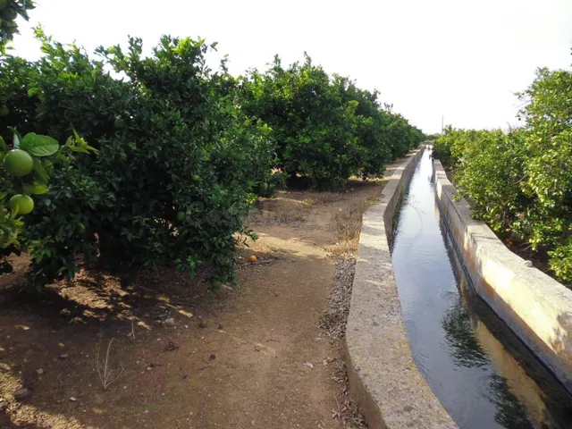 Suelo agrícola con plantación de naranjos, variedad navelina - foto 3