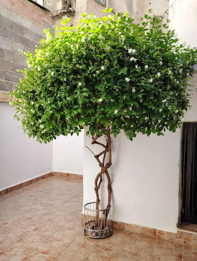 CASA CON ENCANTO Y POTENCIAL DE NEGOCIO RURAL EN MORATALLA M