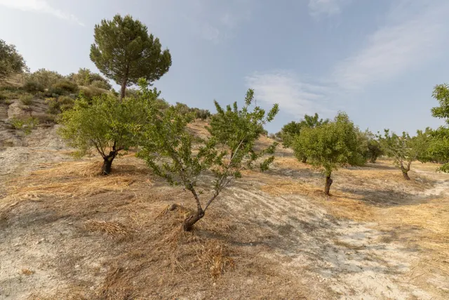 Olivar en venta - JAYENA — 31