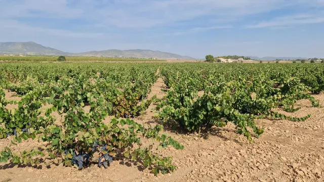 Terreno rústico para proyecto en Pinoso (Alicante) — 9