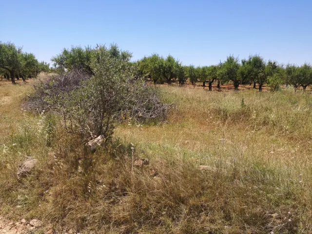 FINCA RUSTICA SECANO — 13