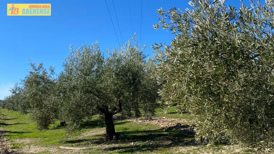 Buen olivar a pie de carretera.