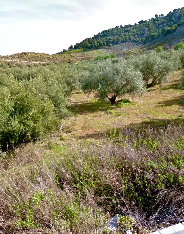 NIVAR - FINCA DE OLIVOS — 28