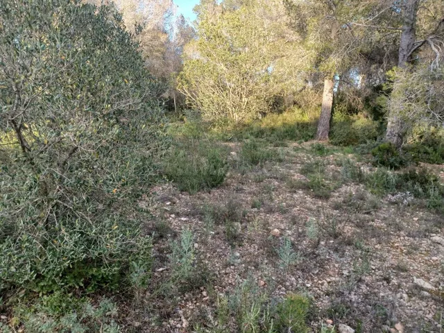 Terreno en venta en Vallmoll
