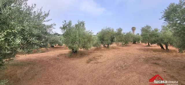 FINCA OLIVAR EN MONTORO: PRODUCCIÓN, RENTABILIDAD Y GRANDES  - foto 3