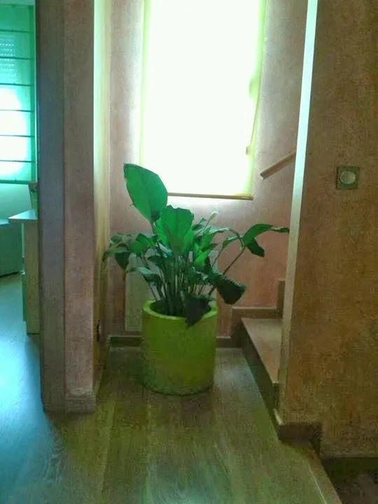 SE VENDE ADOSADO CON PISCINA EN LA GINETA. — 43