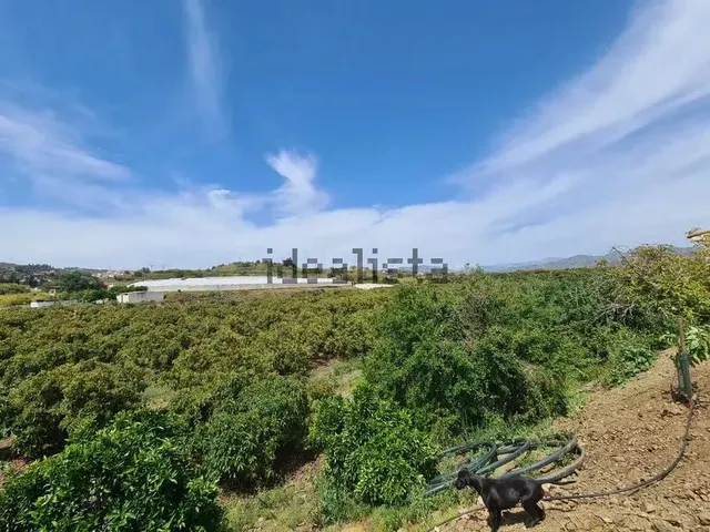 Terreno de 51.686 m2 de Plantación de Aguacates con vivienda