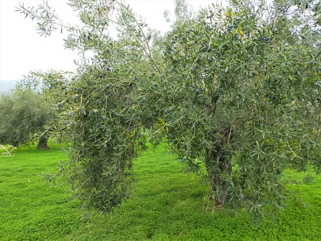 Espectacular finca en la localidad de Alozaina — 8