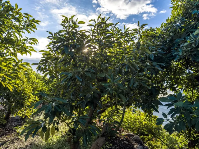 Finca rústica de AGUACATES con CONTRUCCIÓN de 37 m2 en Los Guájares (Faragüit) — 40