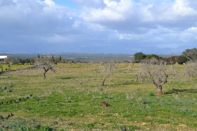 Finca rústica Manacor — 7