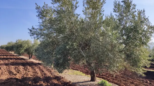 Olivar a pie de carretera — 5